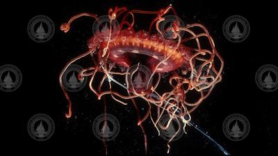 Atolla jellyfish from the Twilight Zone.