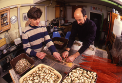 Student James Weinberg and Bruce Lancaster processing collected clams.