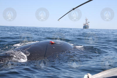 Tag attached to the body of a Right Whale.