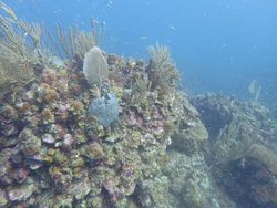 Healthy Tektite coral reef.