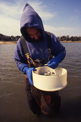 Bruce Lancaster collecting clams.
