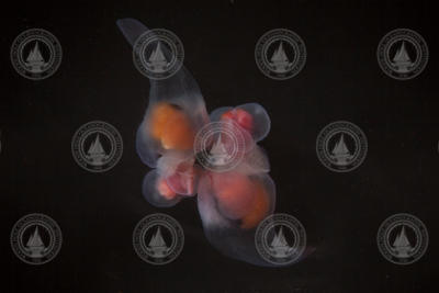 Two marine snails (pteropods) mating in a dish. Clione limacina.