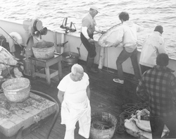 Frank Mather (top left) and others pulling up net