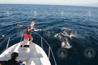 Nicholas Macfarlane successfully applies a DTAG to a pilot whale.