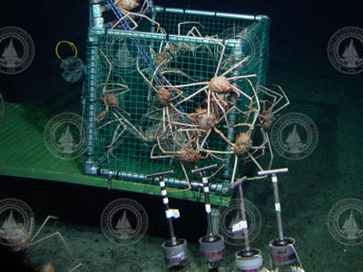 Crabs clinging to Alvin's sampling basket during Alvin dive 3802.
