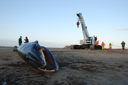 A dead Fin Whale carcus on a beach.