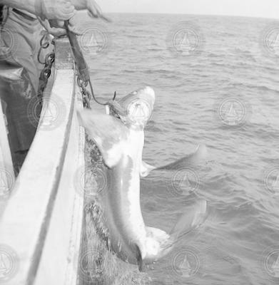 Catching a shark on the Captain Bill.