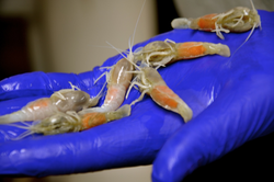 Several egg-filled shrimp held in a hand.