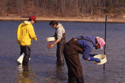 James Weinberg, Dale Leavitt, and Bruce Lancaster collecting clams.