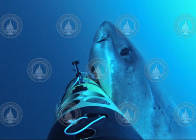 Great White shark attacking REMUS SharkCam.