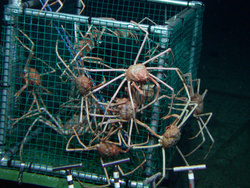 Crabs clinging to Alvin's sampling basket during Alvin dive 3802.