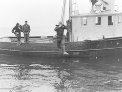 Robert Weeks and Dick Edwards diving off first Asterias