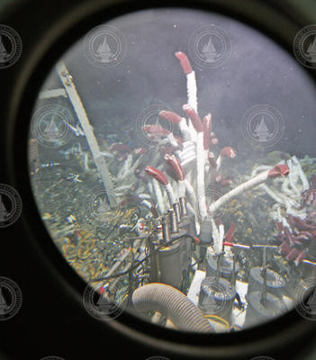 Tubeworms seen through Alvin's viewport.