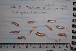 Krill arranged on a page with notes.