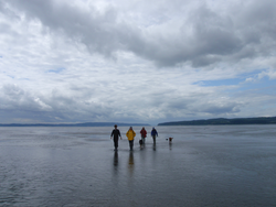 Group of researchers trek across the Skagit tidal flats at low tide.