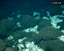 Large groups of vent clams viewed during Alvin dive 3750.