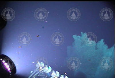 Alvin dive 3880. Discovery of "Lost City".