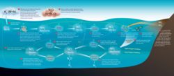 Nitrogen cycle, with imbedded callouts, captions.