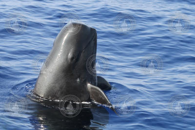 Pilot whale with its upper body straight up above the surface.