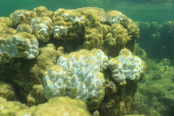 Bleaching evident on coral in the South China Sea.
