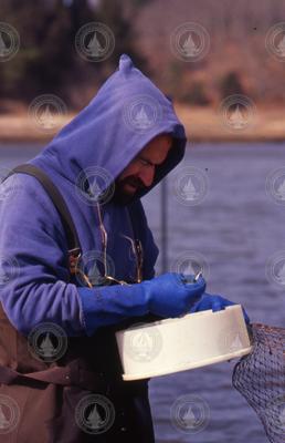 Bruce Lancaster collecting clams.
