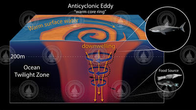 Cross-section of an anticyclonic eddy, warm core ring used for food sourcing.