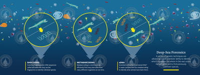 Genetic techniques used in deep-sea forensics.