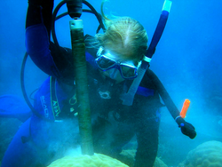 Hannah Barkley drilling a core out of coral.