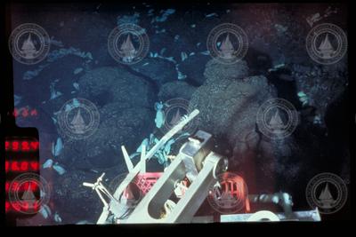 Clams, mussels and other creatures among hydrothermal vent rocks.