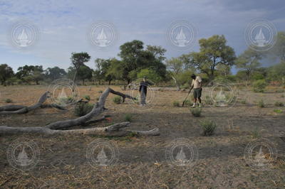 Laura Stevens marks the location of a buried geophone in Botswana.