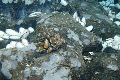 Giant Clams on the seafloor at Calyfield seen during Alvin dive 3794.
