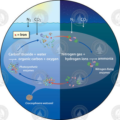 Ocean iron recycling illustration