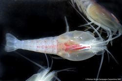 Rimicaris exoculata (shrimp)