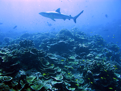 A shark swimming over a coral reef off Jarvis Island.
