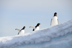 Three Gentoo penguins.
