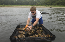 Hauke Kite-Powell sorting oysters on a rack in Waquoit Bay.