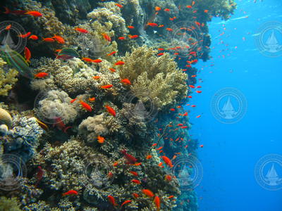 Coral reef side wall with lot of fish swimming about.