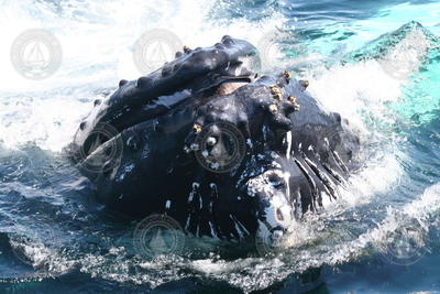 Humpback whale closeup of face.