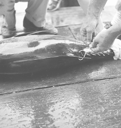 Tagging tuna.