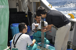 Japanese scientists processing a core sample onboard R/V Daisan Kaiyu Maru.
