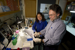 Diana Franks and Mark Hahn working in the lab.