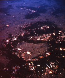 West Falmouth oil spill aftermath.