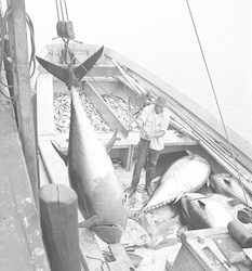 Tuna fisheries in Barnstable.