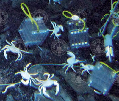 Stacked plastic plates known as "sandwiches" deployed at a vent field.