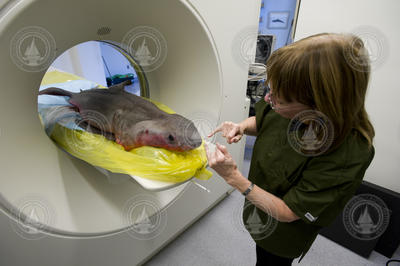 Darlene Ketten adjusting young Great White shark for CT scan.