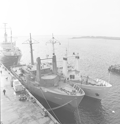 Oceanus, Knorr and Wecoma at WHOI dock.