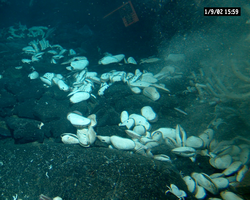 Hydrothermal vent field filled with large clams, viewed during Alvin dive 3747.