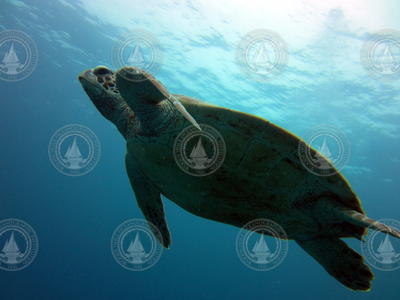 Sea turtle swimming underwater.