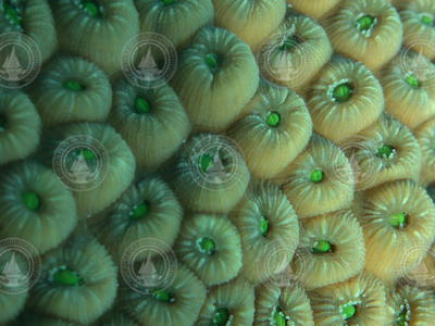 Great star coral, polyps of Montastrea cavernosa.