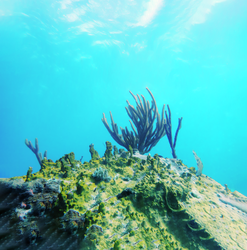 Coral colony on a reef